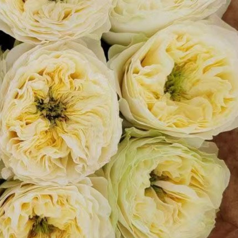 Solsbury Hill Rose