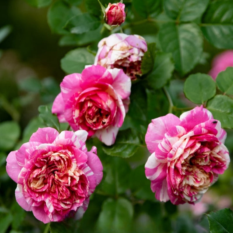 Édouard Manet Rose