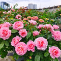Neptune King Terrazza Rose