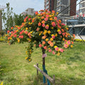 Rainbow’s End, Cl Rose