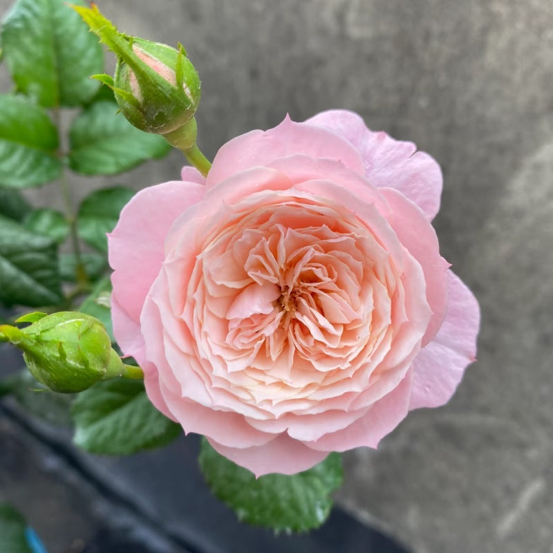 Pitoraize Rouses Pirouette Rose – Elegant Garden Rose – Fast-growing-Plant