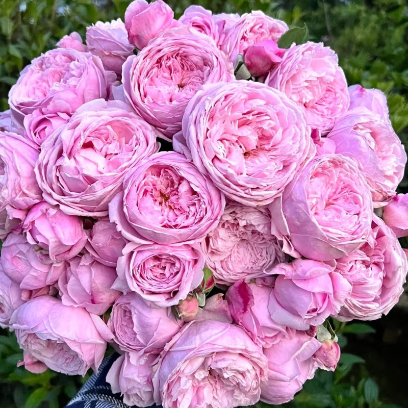 Spirit of Freedom Rose