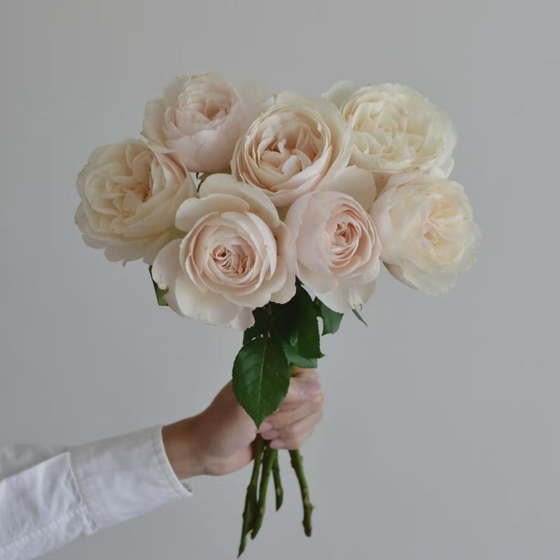 Princesse Astrid de Belgique Rose