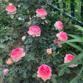 Rosomane Janon Rose