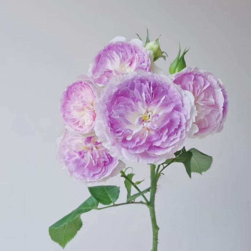 Blue Moon Stone Rose