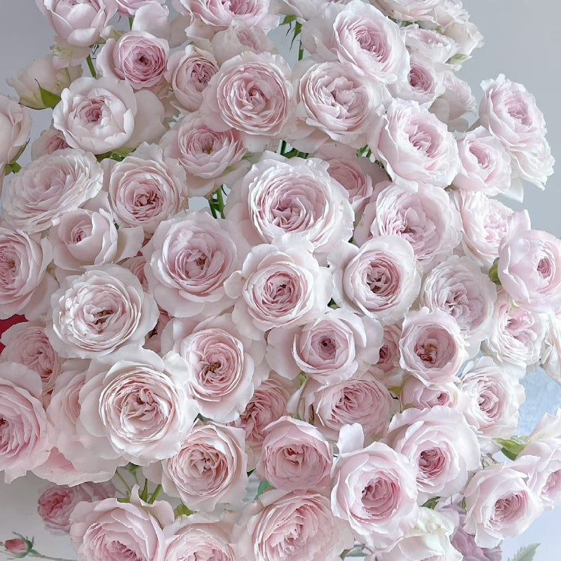 Princess Fairy kiss Rose