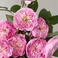 Rosalind Rose