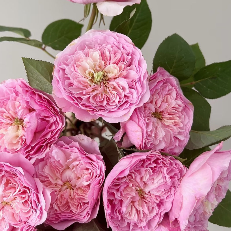 Rosalind Rose