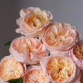Juliet Rose
