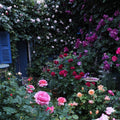 Royal Jubilee Rose
