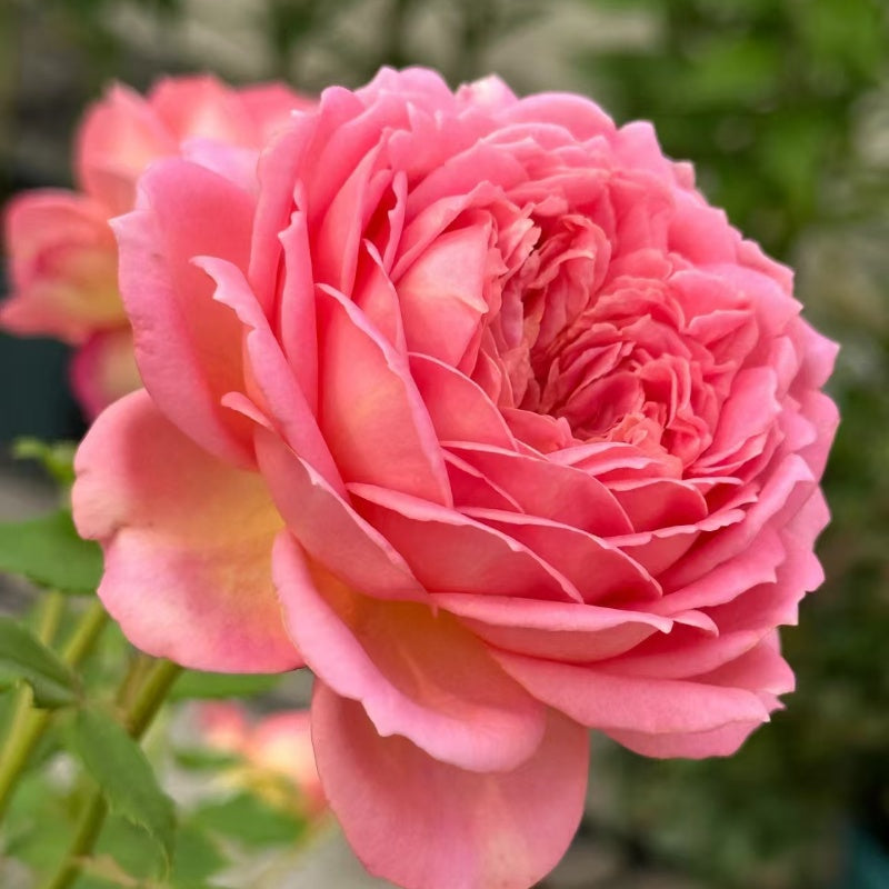 Jubilee Celebration Rose