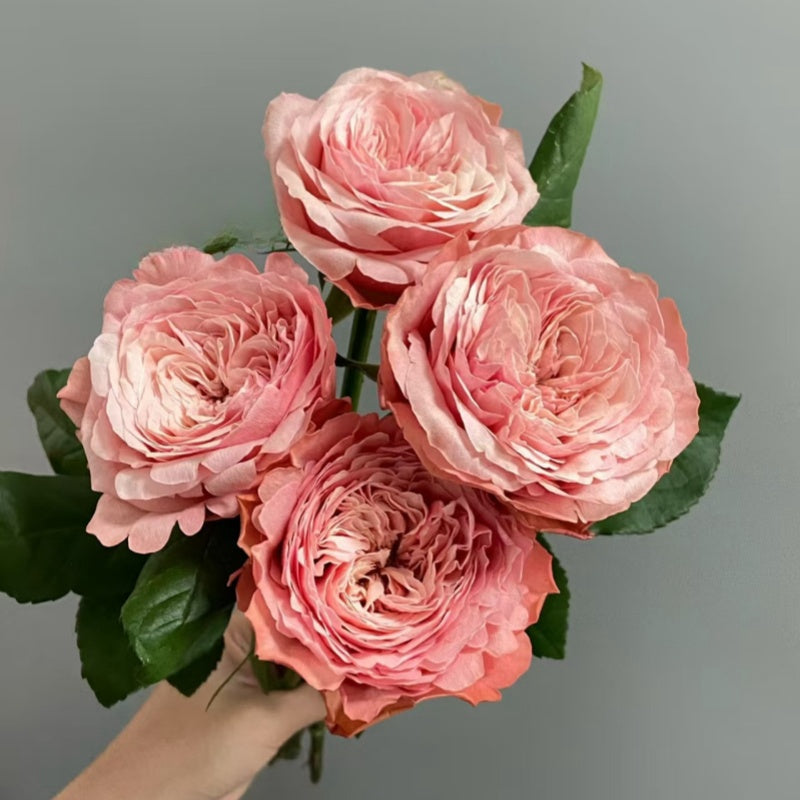 Kahala Rose