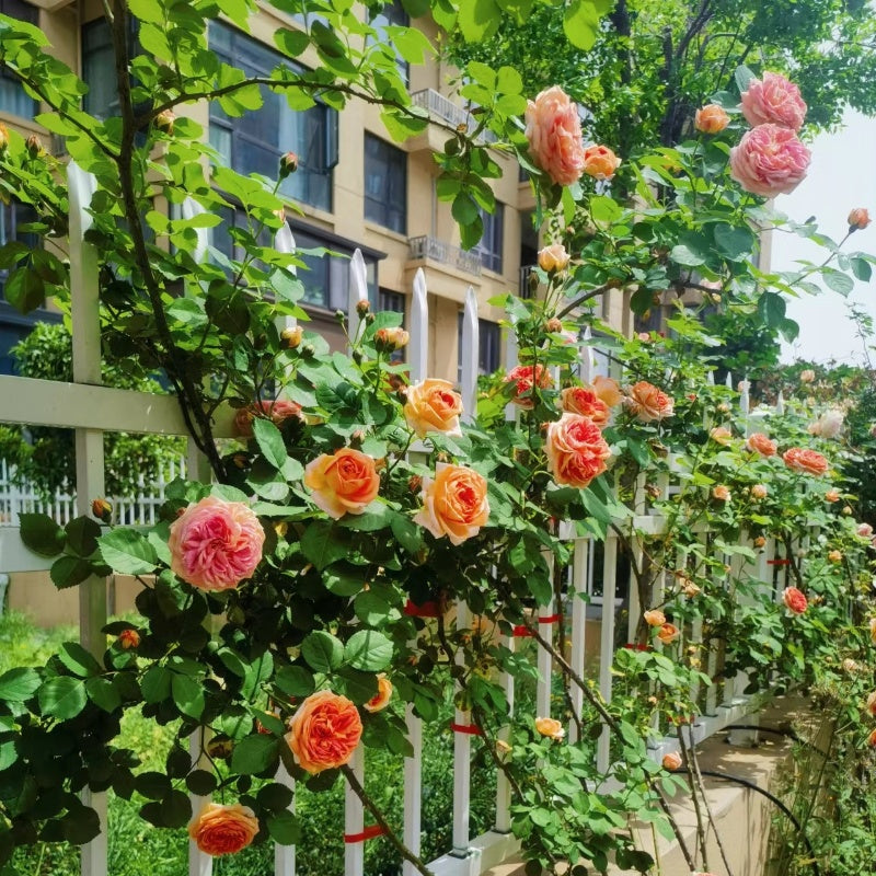 Alchymist Rose