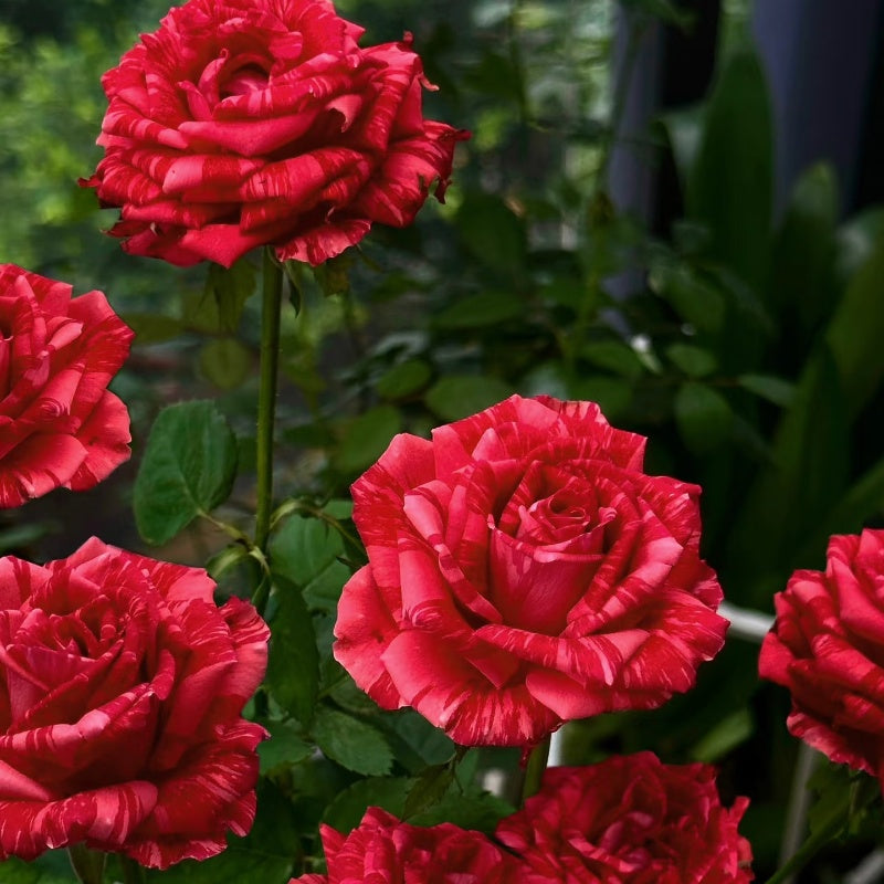 Red Intuition Rose – Fast-growing-Plant