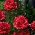 Red Intuition Rose