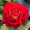 Docteurs Massad Rose
