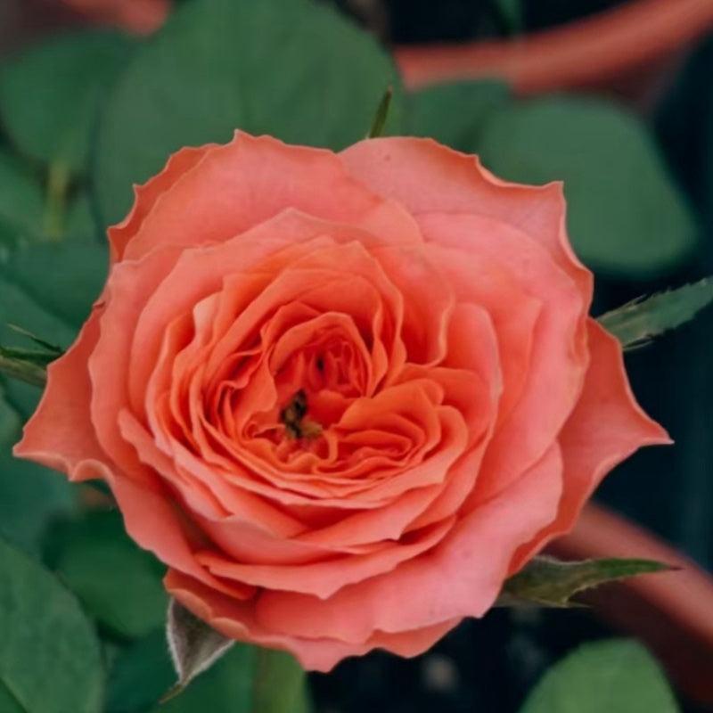 Coral X-Pression Rose