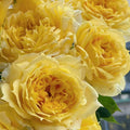 Sunny Antike Rose