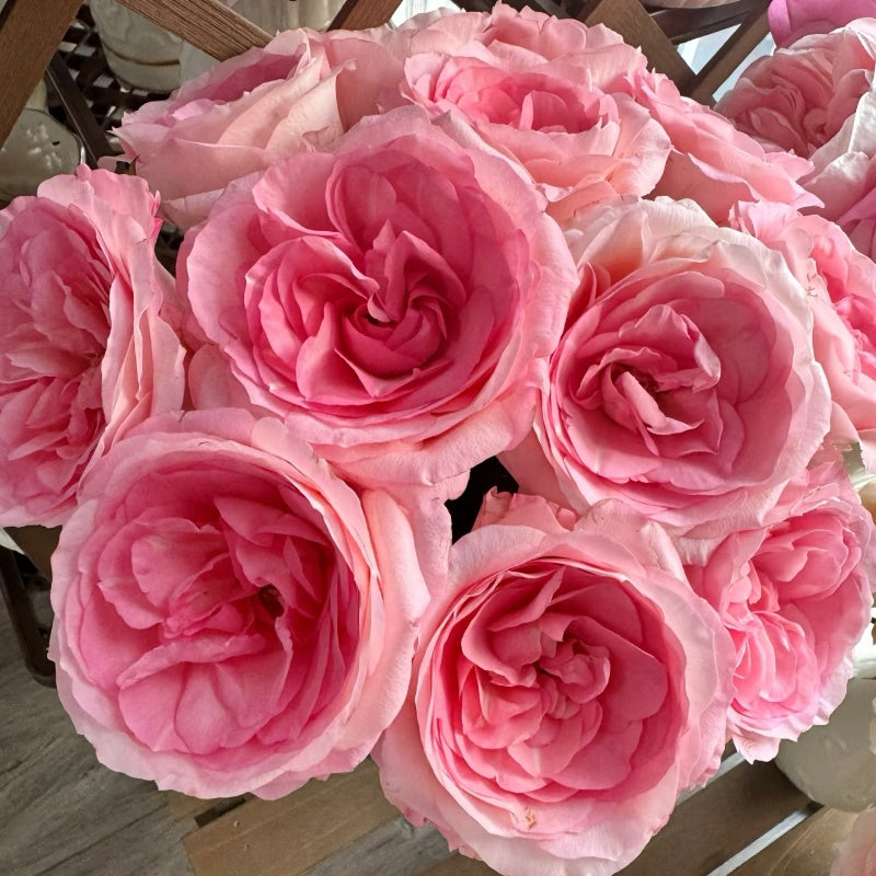 Monroe Rose