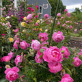 Royal Jubilee Rose