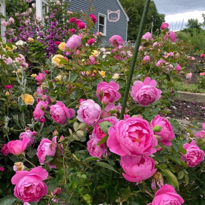 Royal Jubilee Rose