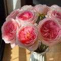 Monroe Rose