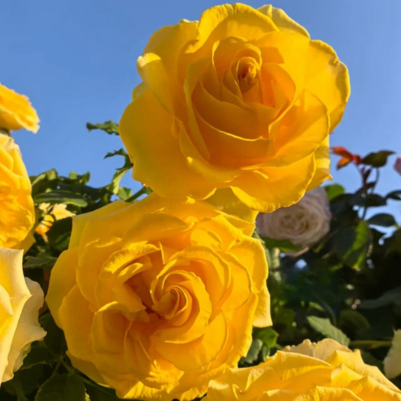 Shell Roses Plant shell Rose – Elegant Garden Rose – Fast-growing-Plant