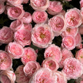 Mayra’s Bridal  Rose