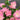 Star Cute Rose garden rose with elegant blooms