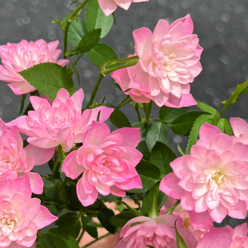Star Cute Rose