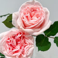 Premier D’amour Rose