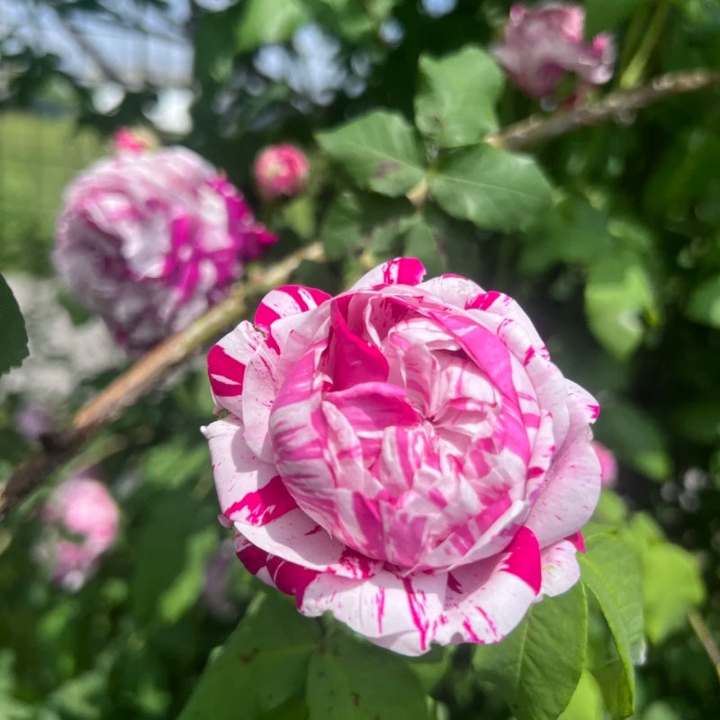 Variegata di Bologna Rose