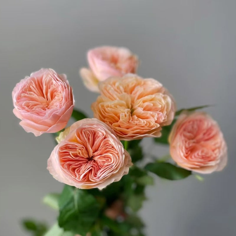 Georgina Gardens Rose