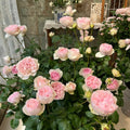 Yves Otome heart Rose
