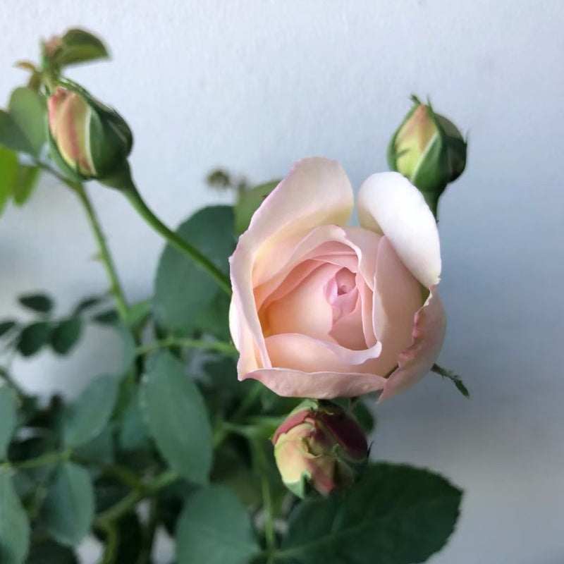 Cymbeline Rose