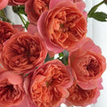 Living Coral Rose