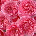 CorAll gelee Rose