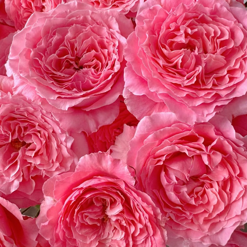 CorAll gelee Rose