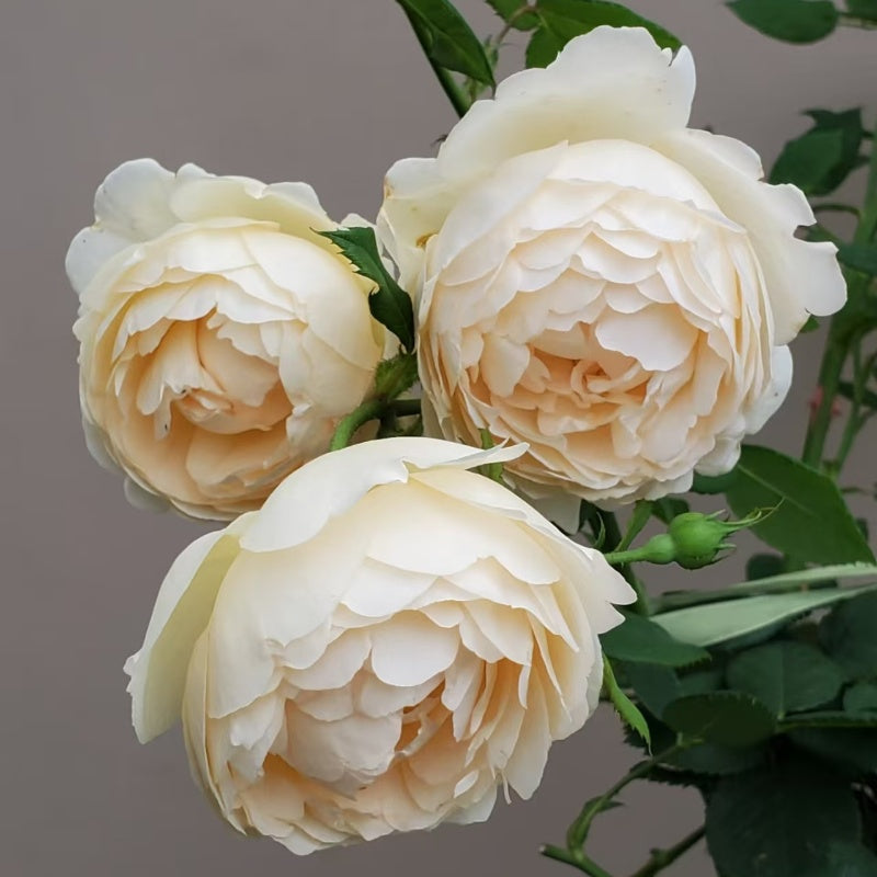 Wollerton Old Hall Rose