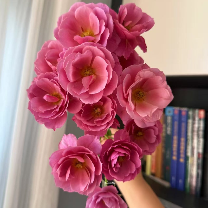 Aoi Rose