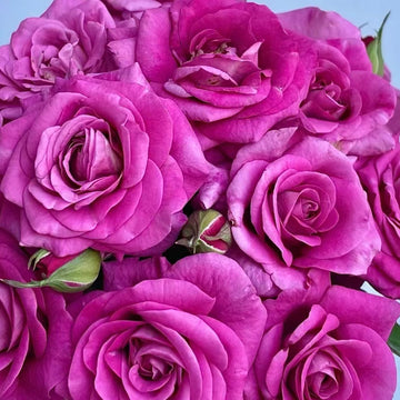 Pluto King Terrazza  Rose