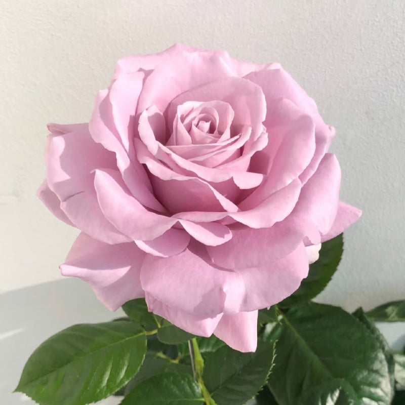 Luxury Nove Rose