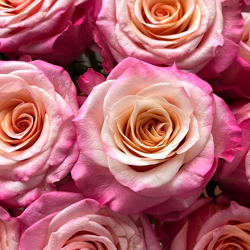 Jabulani Rose