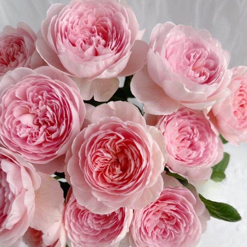 Queen of Sweden Rose