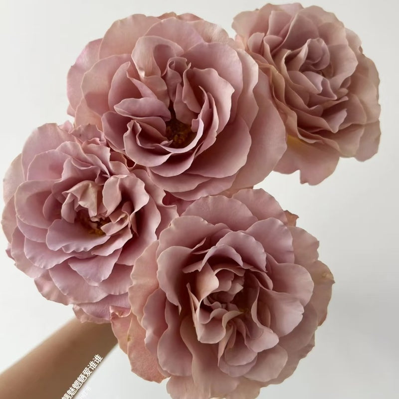 Caffe Latte Rose