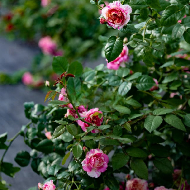 Édouard Manet Rose