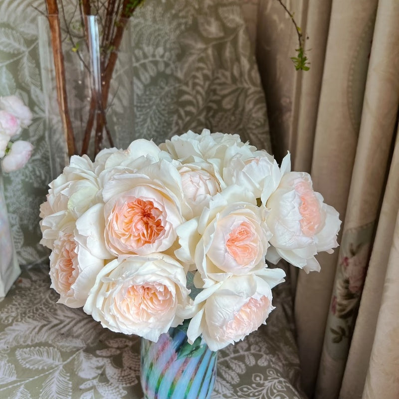 Bolero Rose
