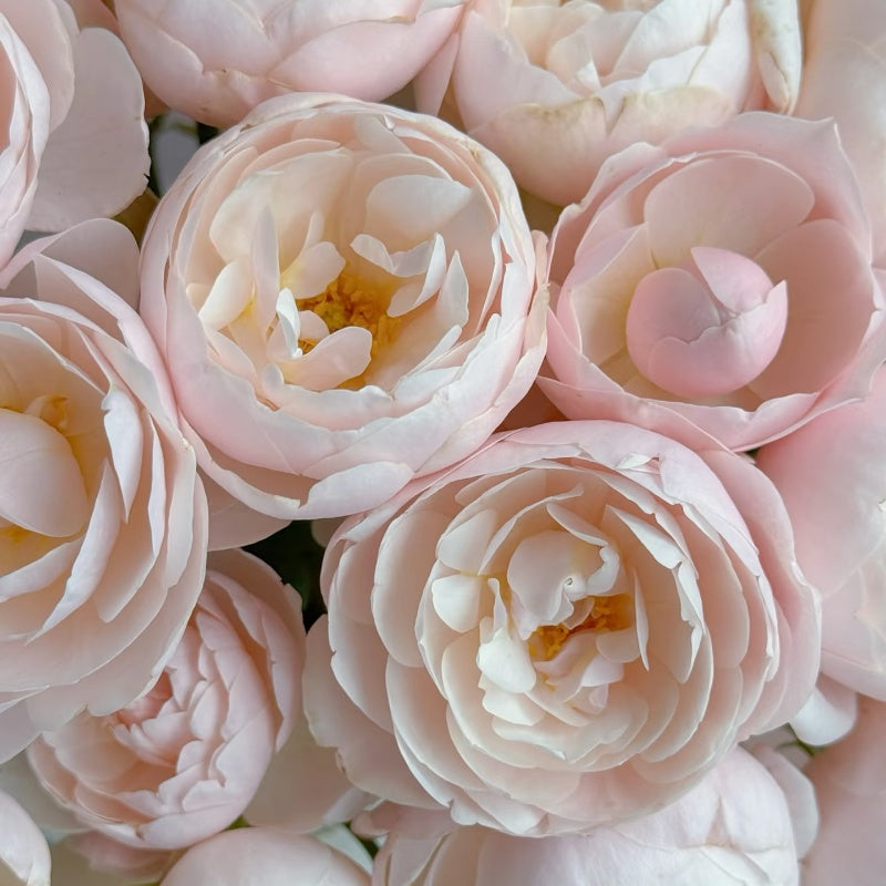 Vichy Rose (also known as Brise in Japan) 