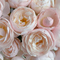 Vichy Rose (also known as Brise in Japan) 