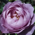 Smokey Eyes Rose